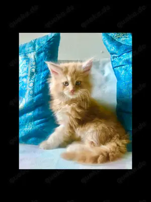 Traumhaft süße Maine Coon Youngster of Love 