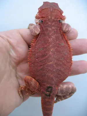 Bartagame Männchen Bock - Red Monster Leatherback het Hypo Nachzucht Nr.9 - sehr rot - handzahm 