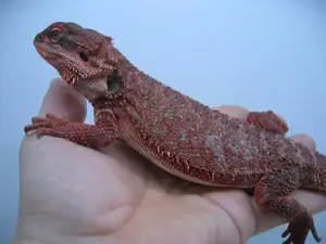 Bartagame Männchen Bock - Red Monster het Hypo Nachzucht Nr.7 - handzahm - 170 Gramm