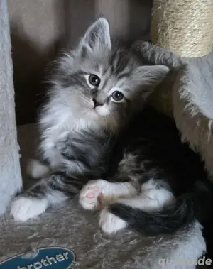2 süße norwegische Waldkatzen Kitten  