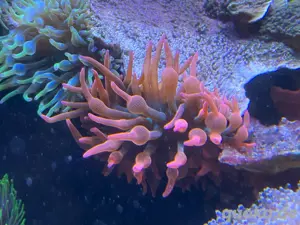 Grosse Kupferanemone abzugeben