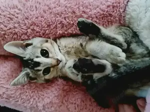 Hübsche und zutrauliche BKH-Bengal Kitten