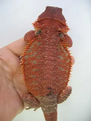 Bartagame Männchen Bock - Red Monster het Hypo Nachzucht Nr.2 - sehr rot - handzahm 