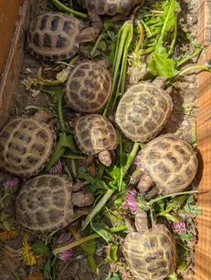 Russische Vierzehnschildkröten