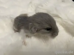 Chinchilla Böckchen, Afro Violett Angora-Mix