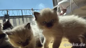 Britisch Langhaar Thai Siam Kitten