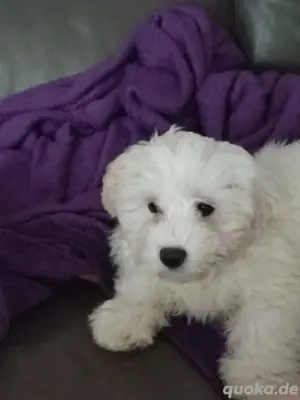 Malteser Bichon Welpe