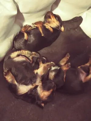 Yorkshire Terrier Welpen zu verkaufen 