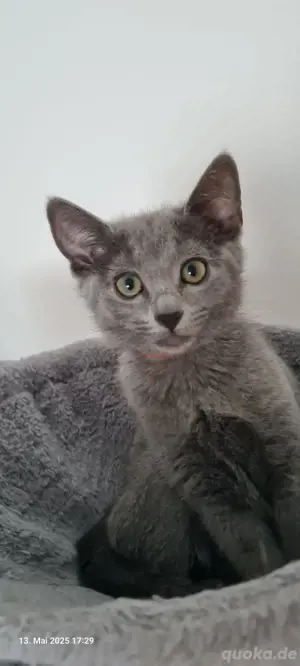 Russisch blau kitten 