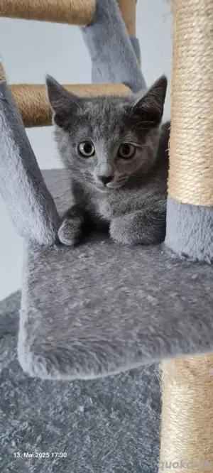 Russisch blau kitten  Bild 2