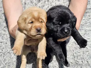 Edle Labrador welpen (Schwarz Foxred Creme) mit Ahnentafel, Nachkommen von Champions