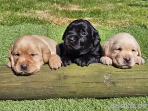 Edle Labrador welpen (Schwarz Foxred Creme) mit Ahnentafel, Nachkommen von Champions