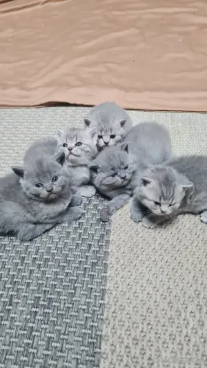 Kitten BKH große Auswahl