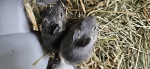 Kerngesunde Degu babys weibchen 