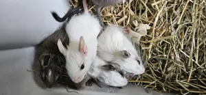 Kerngesunde Degu babys weibchen 