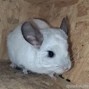 Chinchilla Jung und Alt zur Abgabe