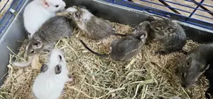 Kerngesunde Degu babys männchen 