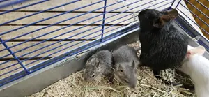 Kerngesunde Degu babys männchen 