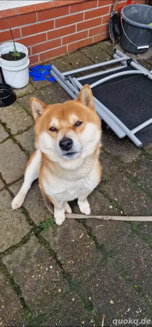 Shiba Inu Rüde
