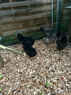 Araucana Hühner Hennen reinrassig 