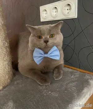 BKH Deckkater Bild 2