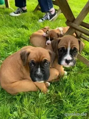 Boxerwelpen 2 Rüden und 1 Hündin übrig