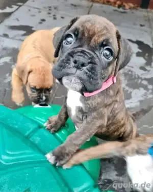 Boxer Welpen