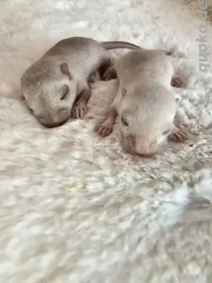 süsse rennmausbabys suchen dich 