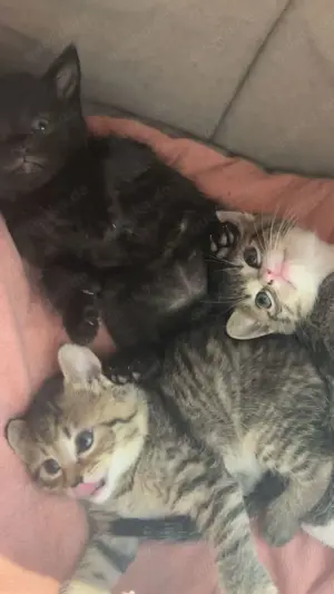 3 zuckersüße Babykatzen 