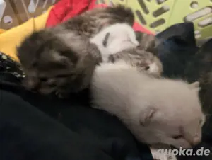 Katzenbabys 