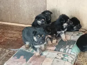 Schäferhundwelpen