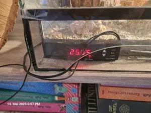 2 Leopardengeckos mit Terrarium 
