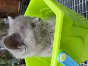 Wunderschöne BKH Kitten abzugeben . Bild 2
