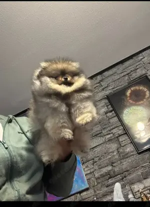 Pomeranian Zwergspitz Rüde