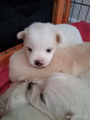 Pomerian Zwergspitz Welpen 