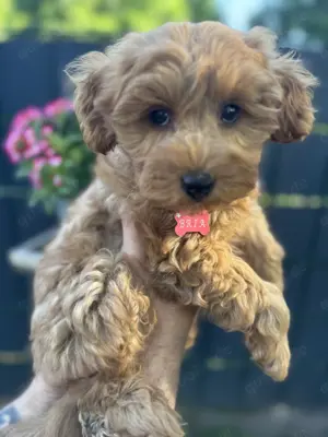 Doodle Mädchen  Tibet Terrier  Pudel:Tiebipoo!!