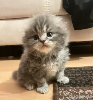 Flauschiger Hauskater sucht liebevolle Familie   stubenrein & gesund 