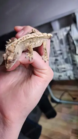 Junge Harlequin Kronengecko abzugeben Bild 9
