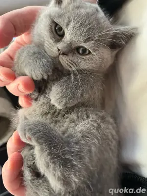Britisch Kurzhaar Kitten BKH