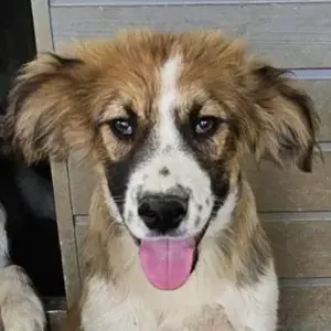 Barkley, geb. ca. 10 2024, lebt in GRIECHENLAND, auf einer privaten Pflegestelle 
