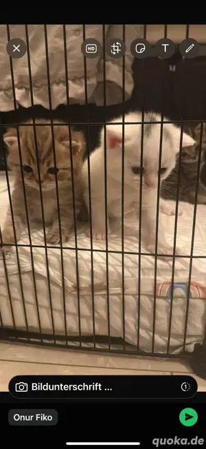 B.k.h.kitten