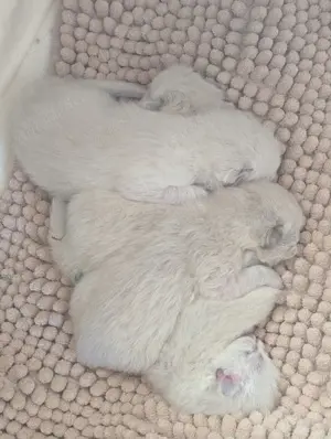 Rassemix Ragdolls Heilige Birma