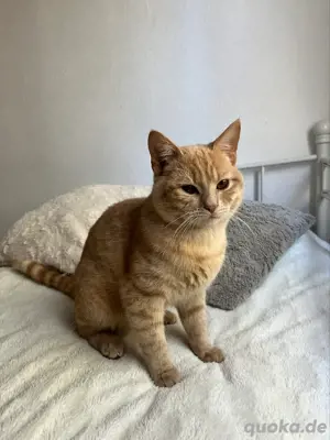 liebevoller Kater  Bild 4