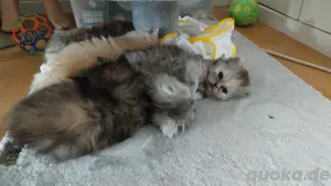 Schlaue Süsse Perserkitten
