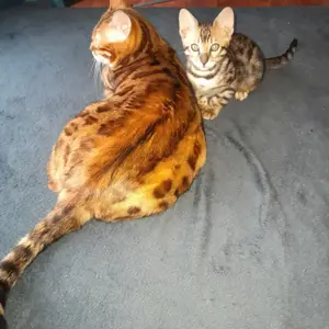 Kätzchen Bengal nur noch 1 w. Abgabe ab sofort 