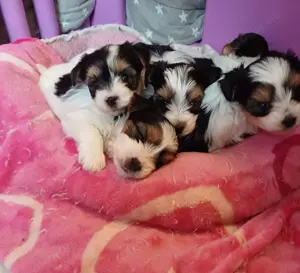  Nur noch 1  Biewer yorkshire  Rüde 