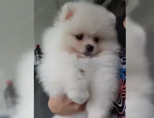 Typvolle Pomeranian Zwergspitz welpen!!