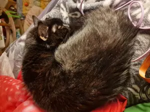 Ich muss mich schweren Herzens von unsere Katze lady ein neues Zuhause zuhause bei Fragen einfach fr