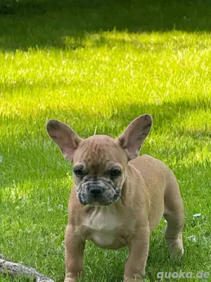 französische bulldogge welpen 