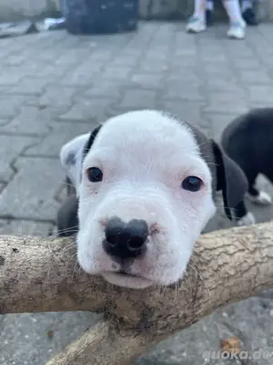 American  Bulldogge